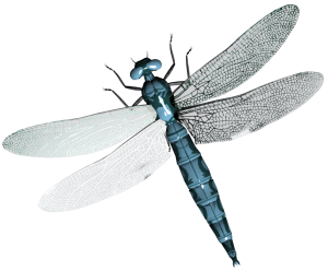 Dragonfly PNG-26254